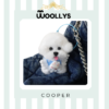 White Bichon Frisé kit